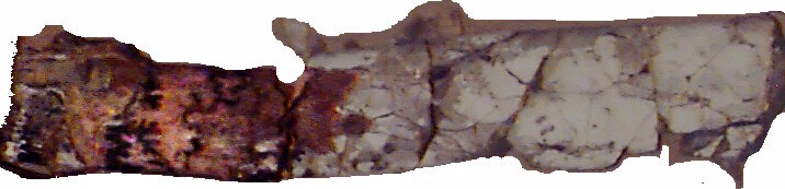 another baculite