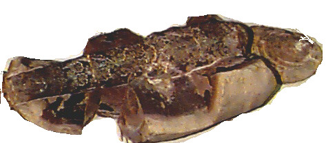 baculite