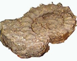 huge ammonite